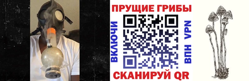 Галлюциногенные грибы Psilocybine cubensis  mega ТОР  Нестеров  сколько стоит 